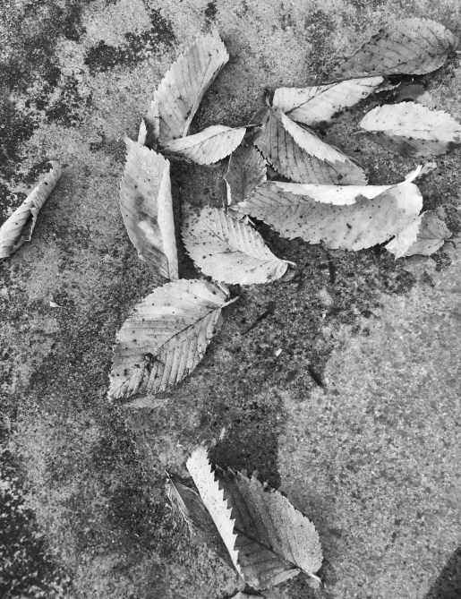 Roy Beckemeyer The Last of the Elm Leaves